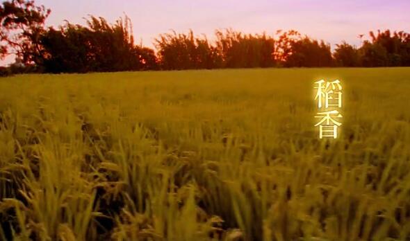 MV-周杰伦-稻香-DVD版