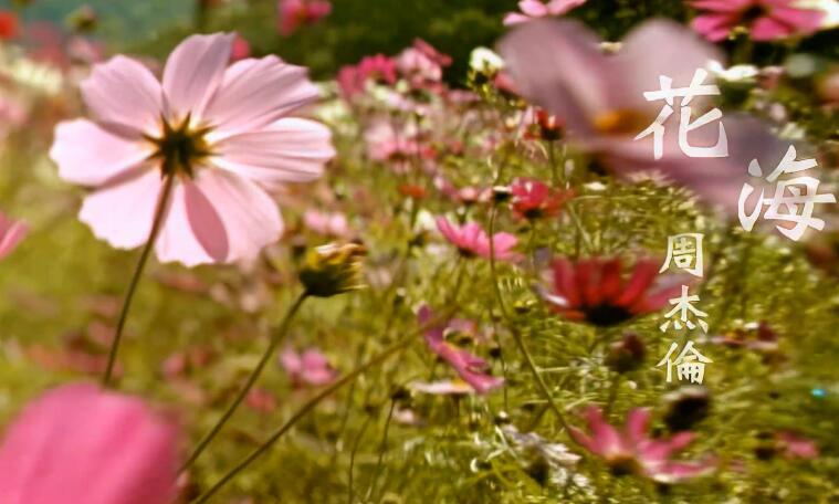 4K修复高清60帧：周杰伦-花海 高清MV