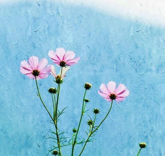 绚烂如花雨：《挽秋与追忆》